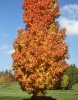 red maple fall colour