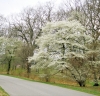 serviceberry flowering