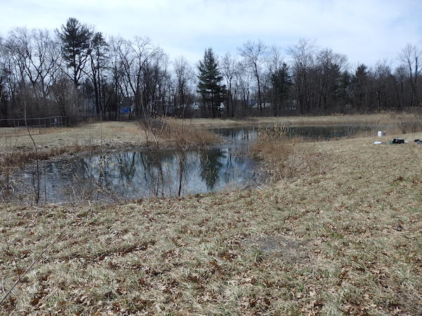 detention pond for
SUNY in larger wetland area north of Warren St