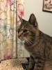 21 elmwood tabby
        thumbnail image